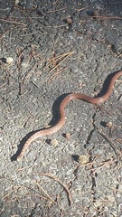 Storeria storerioides