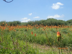 Kniphofia tysonii