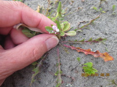Lobelia anceps