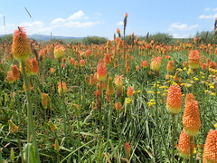Kniphofia tysonii
