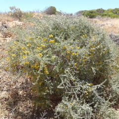 Nitraria billardierei