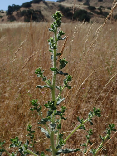 Image of Blepharizonia laxa by no rights reserved