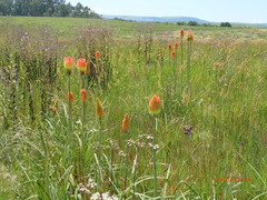 Kniphofia tysonii