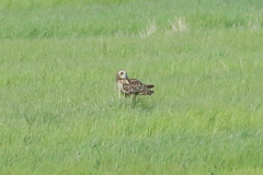 Asio flammeus flammeus