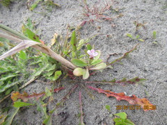 Lobelia anceps