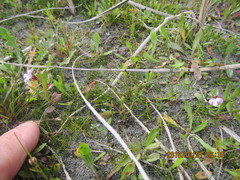 Lobelia anceps