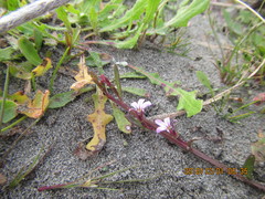 Lobelia anceps