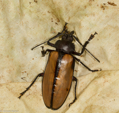 Rhaphipodus suturalis