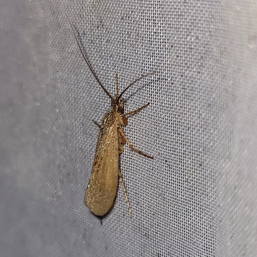 Limnephilus pati