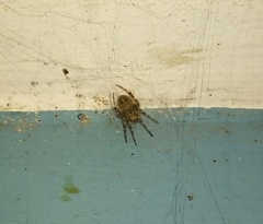 Araneus ventricosus