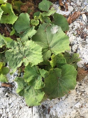 Petasites formosanus