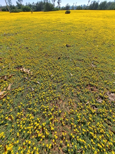 Image of Oxalis perdicaria by (c) Matías, some rights reserved (CC BY)