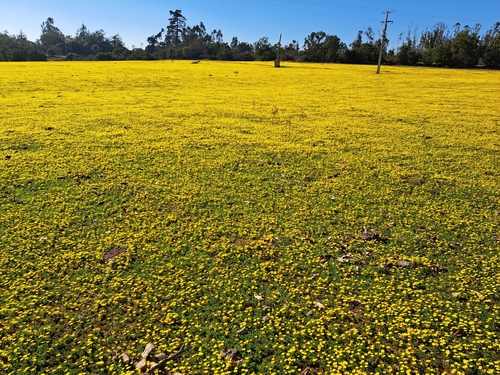 Image of Oxalis perdicaria by (c) Matías, some rights reserved (CC BY)