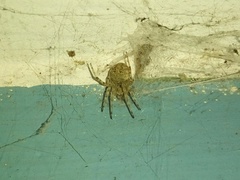 Araneus ventricosus