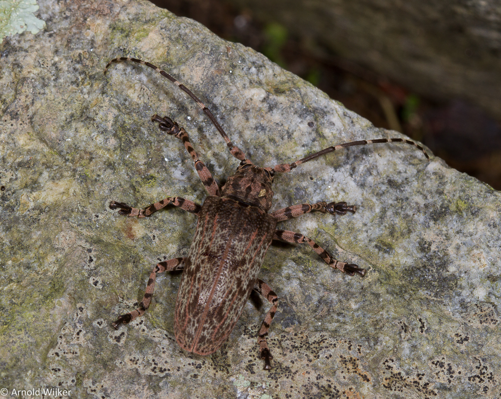 Moechotypa delicatula
