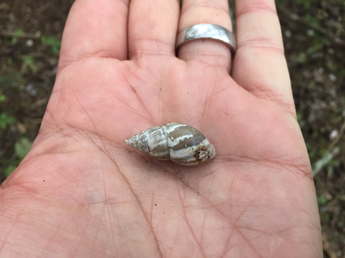 Striped Rabdotus Snail