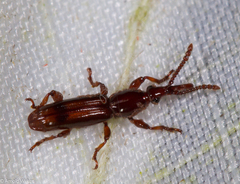 Brentinae