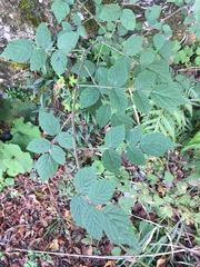 Rubus incanus