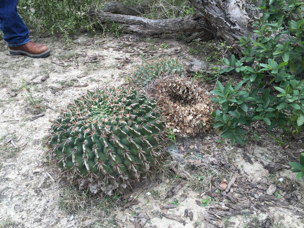 Horse Crippler Cactus from Arroyo Colorado State Park, San Perlita, TX ...