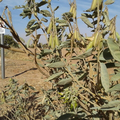 Crotalaria cunninghamii