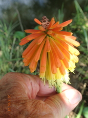 Kniphofia fluviatilis