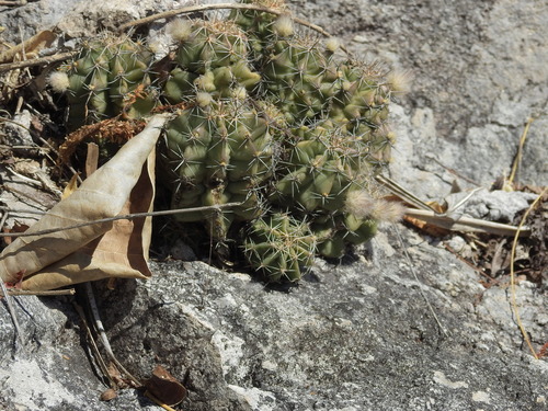 Echinocereus subinermis