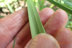 Kniphofia fluviatilis