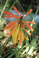 Kniphofia fluviatilis
