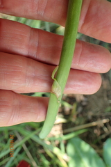 Kniphofia fluviatilis