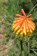 Kniphofia fluviatilis