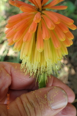 Kniphofia fluviatilis
