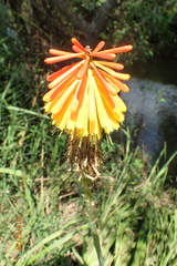 Kniphofia fluviatilis