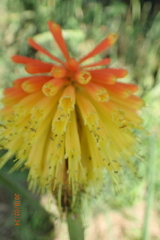 Kniphofia fluviatilis