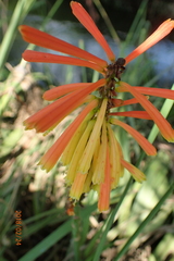 Kniphofia fluviatilis