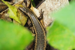 Oligosoma kokowai