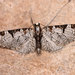 Eupithecia insigniata - Photo (c) Paolo Mazzei,  זכויות יוצרים חלקיות (CC BY-NC), הועלה על ידי Paolo Mazzei