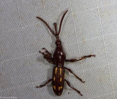 Arrhenodini