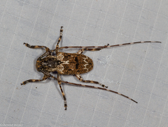 Mutatocoptops malaisiana