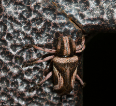 Pterolophia lateralis