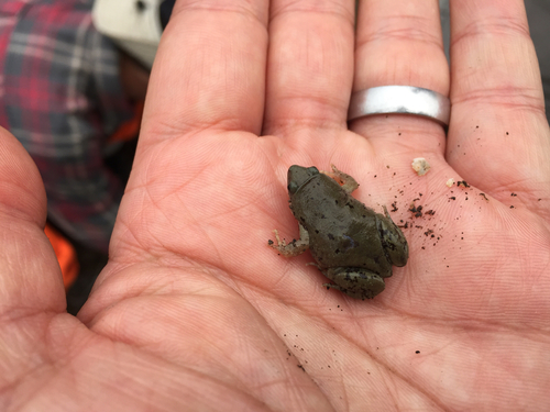Gastrophryne olivacea