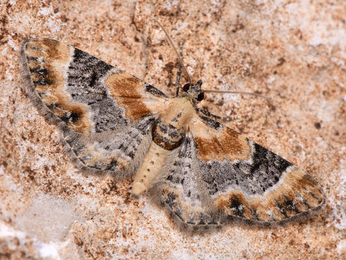 Toadflax Pug, photo 5 of 10
