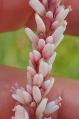 Persicaria madagascariensis