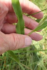Persicaria madagascariensis