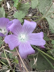 Sidalcea asprella, photograph author not stated, no rights reserved