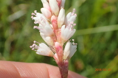 Persicaria madagascariensis