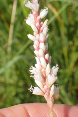 Persicaria madagascariensis