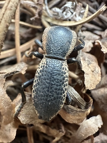 Zopherus elegans