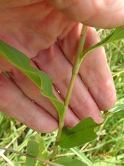Persicaria madagascariensis