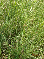 Persicaria madagascariensis