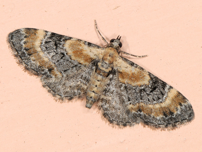 Toadflax Pug, photo 1 of 10
